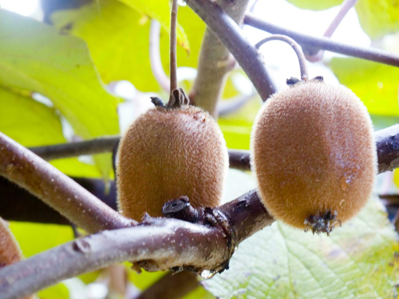 en knippa av kiwi frukt hängande från en träd foto