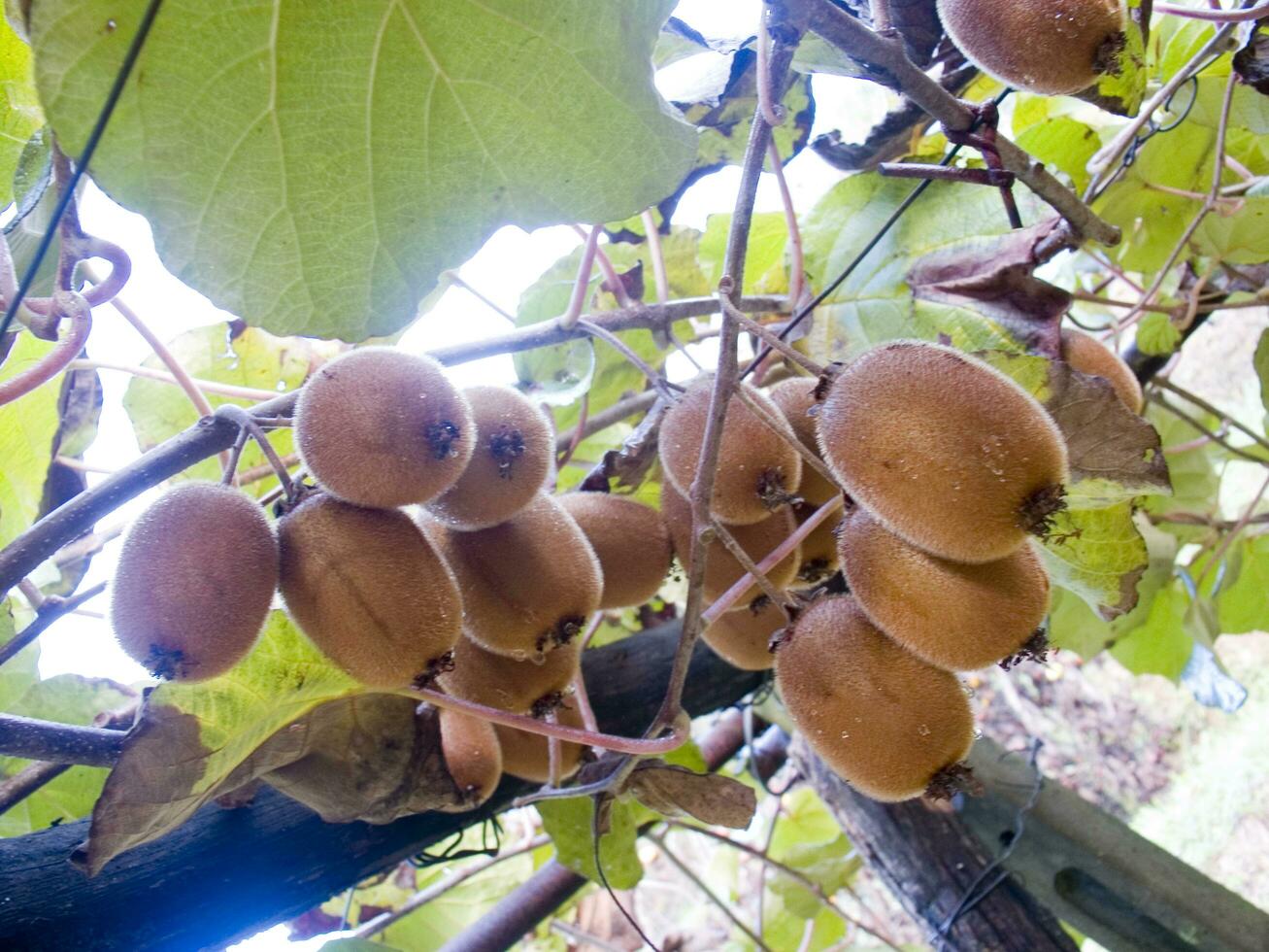 en knippa av kiwi frukt hängande från en träd foto