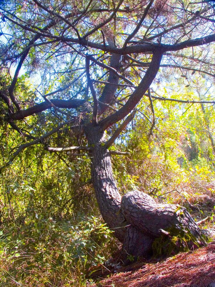 detaljer av en tall skog i de medelhavs område foto