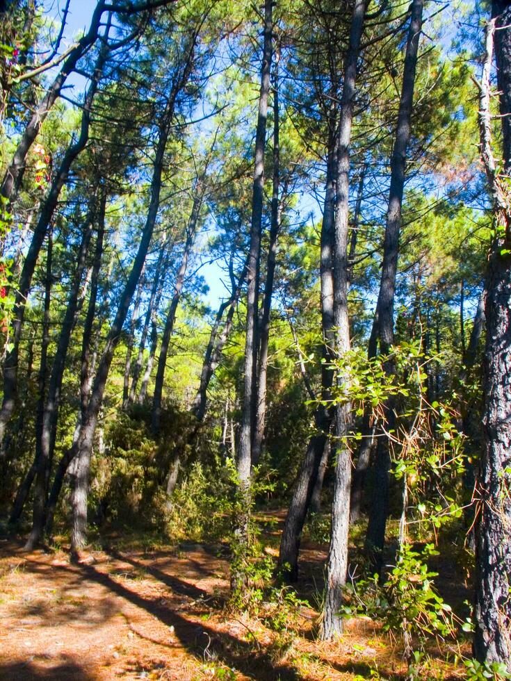 detaljer av en tall skog i de medelhavs område foto