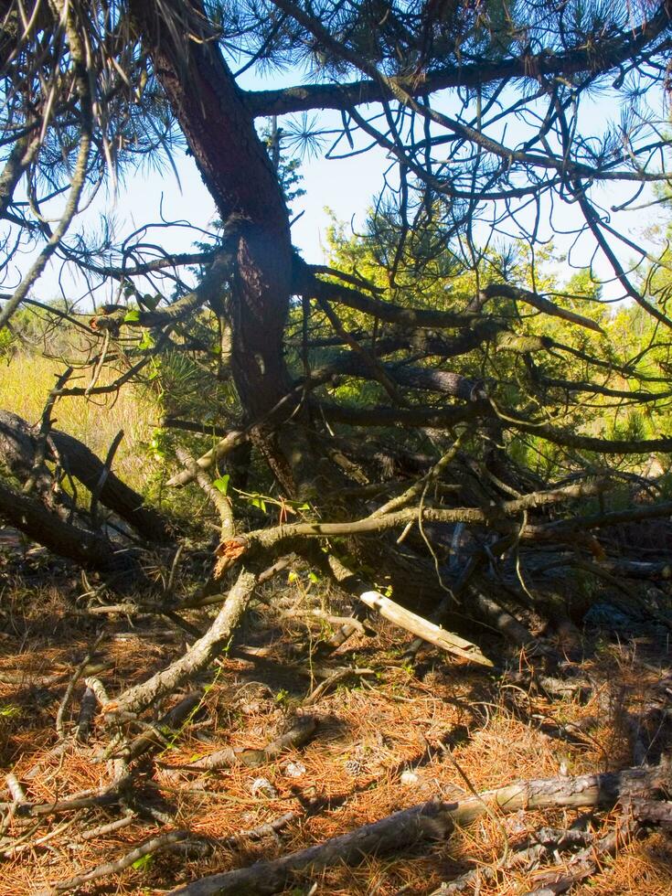 detaljer av en tall skog i de medelhavs område foto