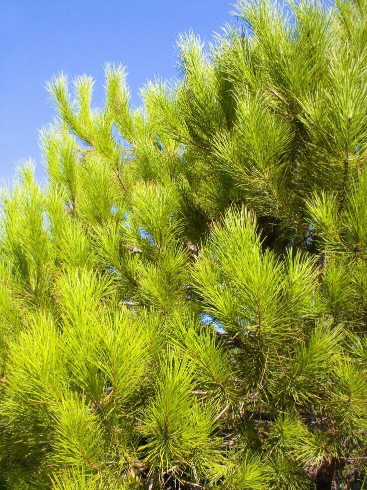 detaljer av en tall skog i de medelhavs område foto