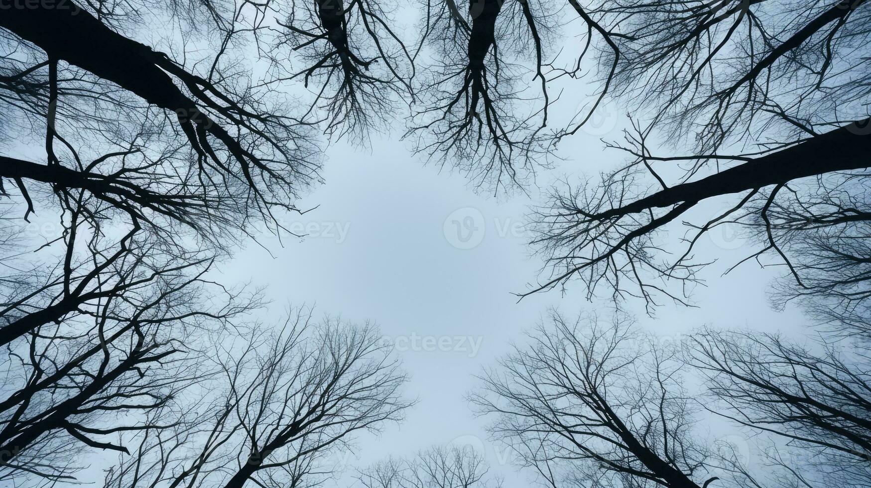 vinter- skog träd grenar mönster mot de himmel i en botten se foto