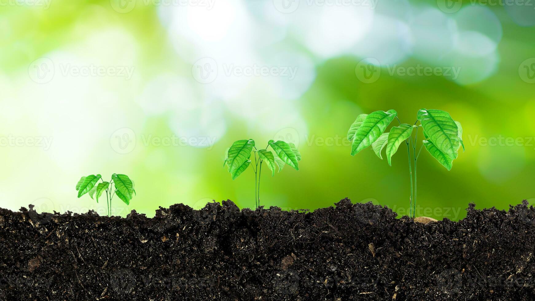 fröplanta växande från bördig jord till morgon- solljus lysande, växande och organisk växter ekologi begrepp, ung träd med bokeh bakgrund. foto