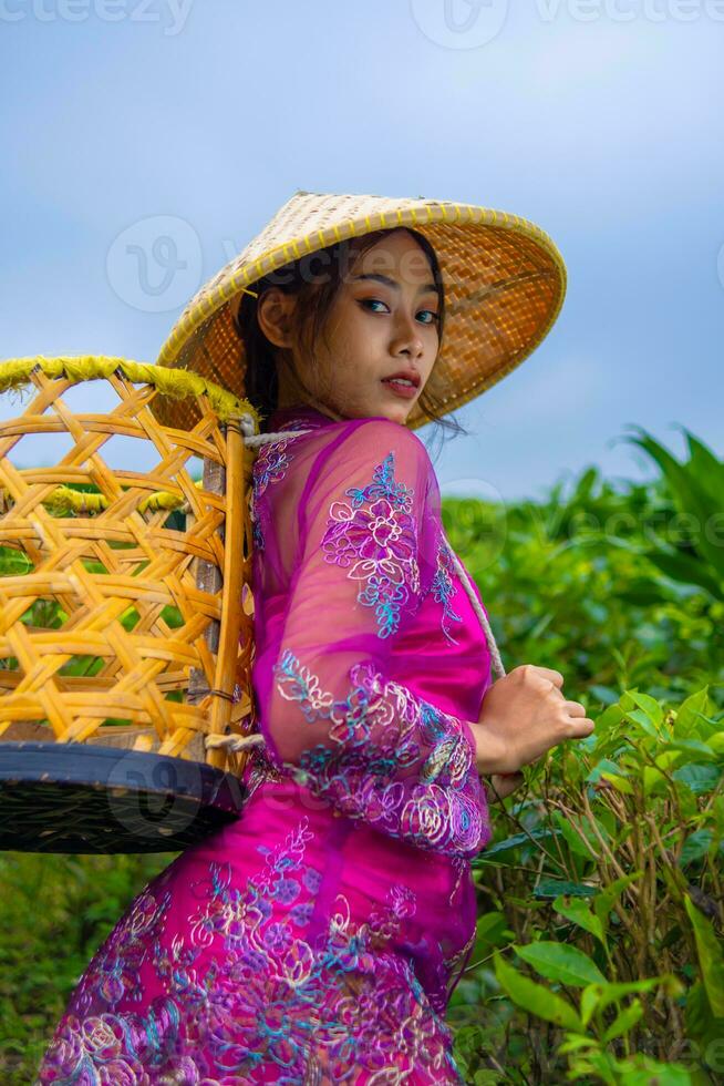 ett asiatisk jordbrukare i en rosa klänning innehav en bambu korg medan arbetssätt på en te plantage foto