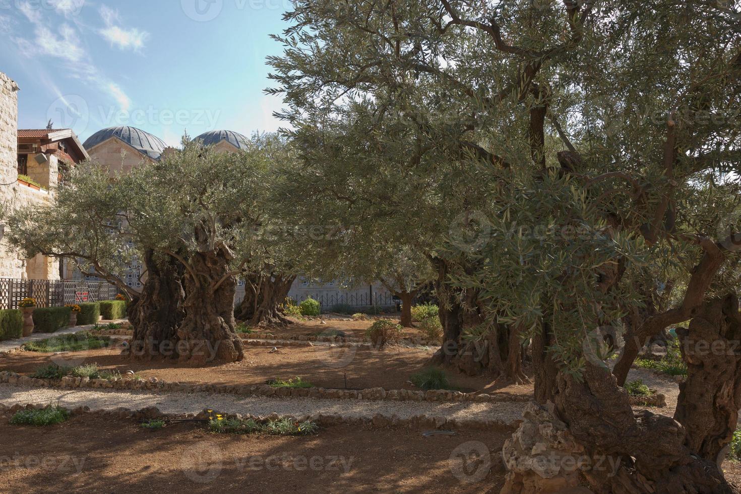 gamla olivträd i trädgården av gethsemane i jerusalem, israel foto