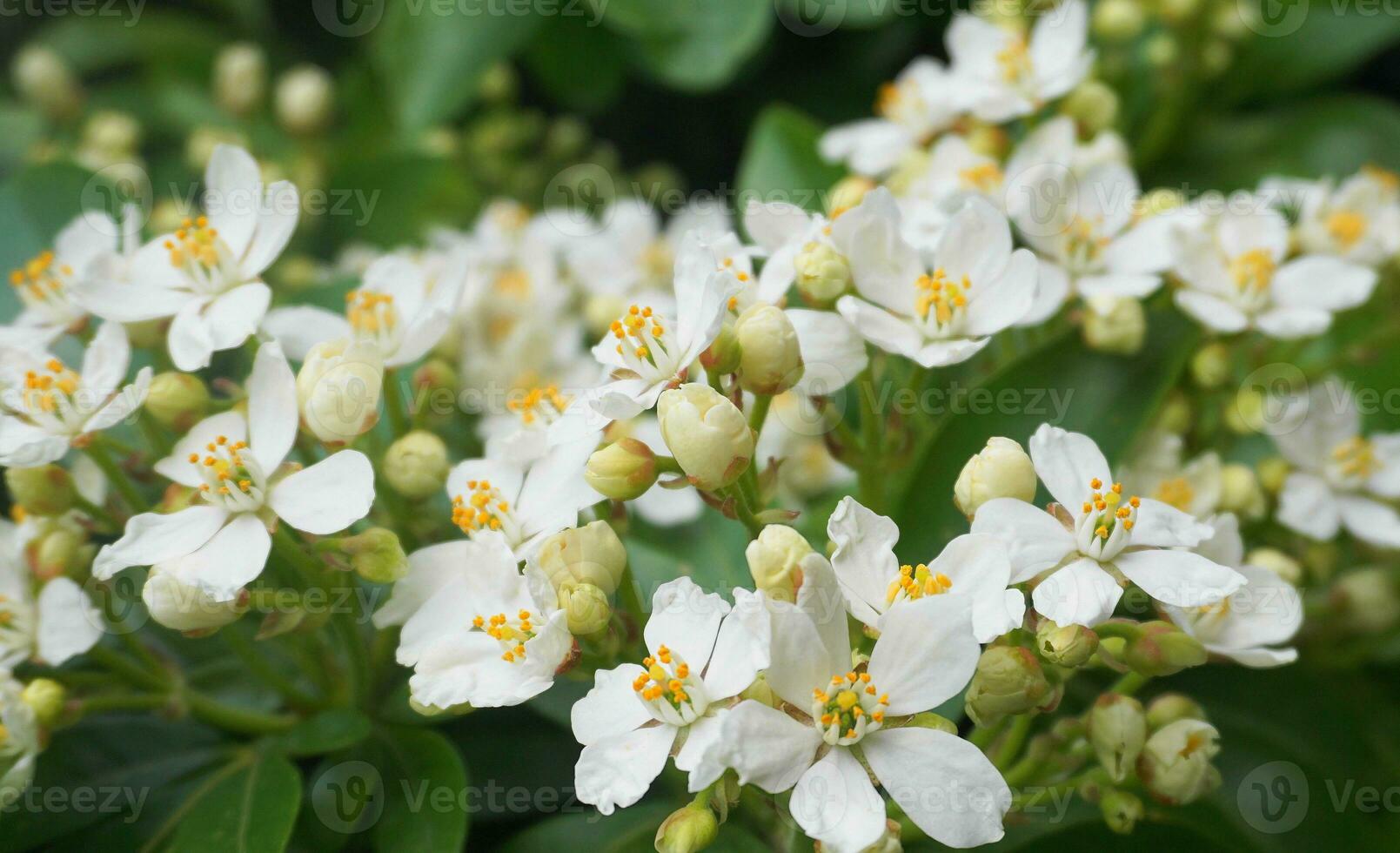 choisya buske med delikat små vit blommor på grön lövverk bakgrund. mexikansk falsk orange vintergröna buske. foto