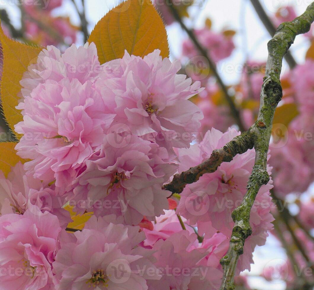 prålig och ljus prunus kanzan japansk blommande körsbär dubbel- lager blommor närbild. sakura blomma. japansk körsbär blomma. foto