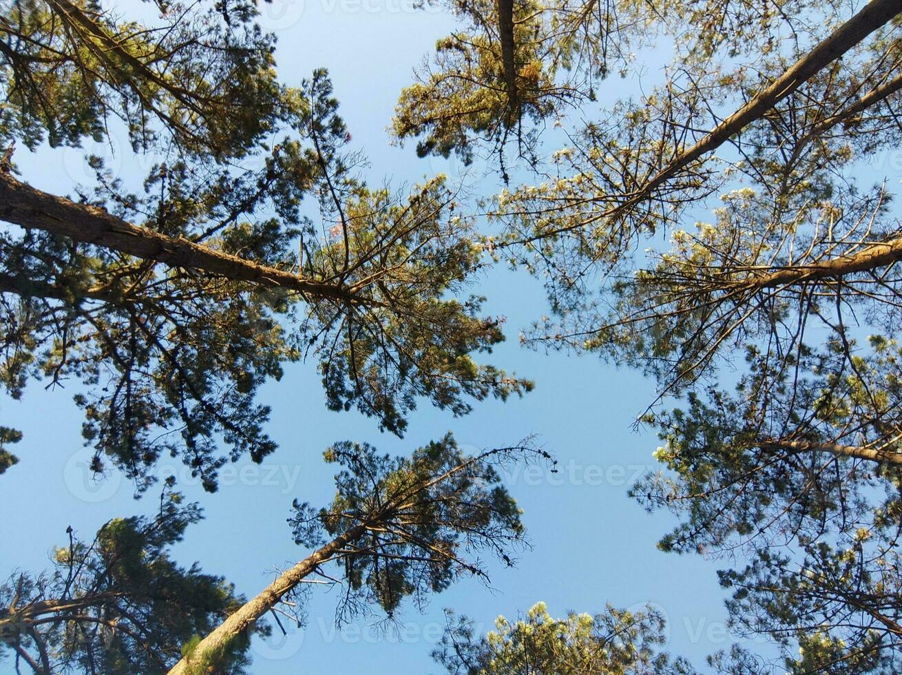 träd i de skog, botten se, med tunn trunkar och grön lövverk, träd blast mot de himmel. foto