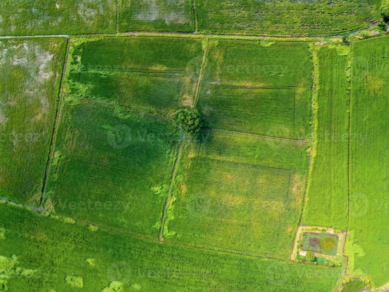 grön ris fält i Asien, antenn fotografier av drönare foto