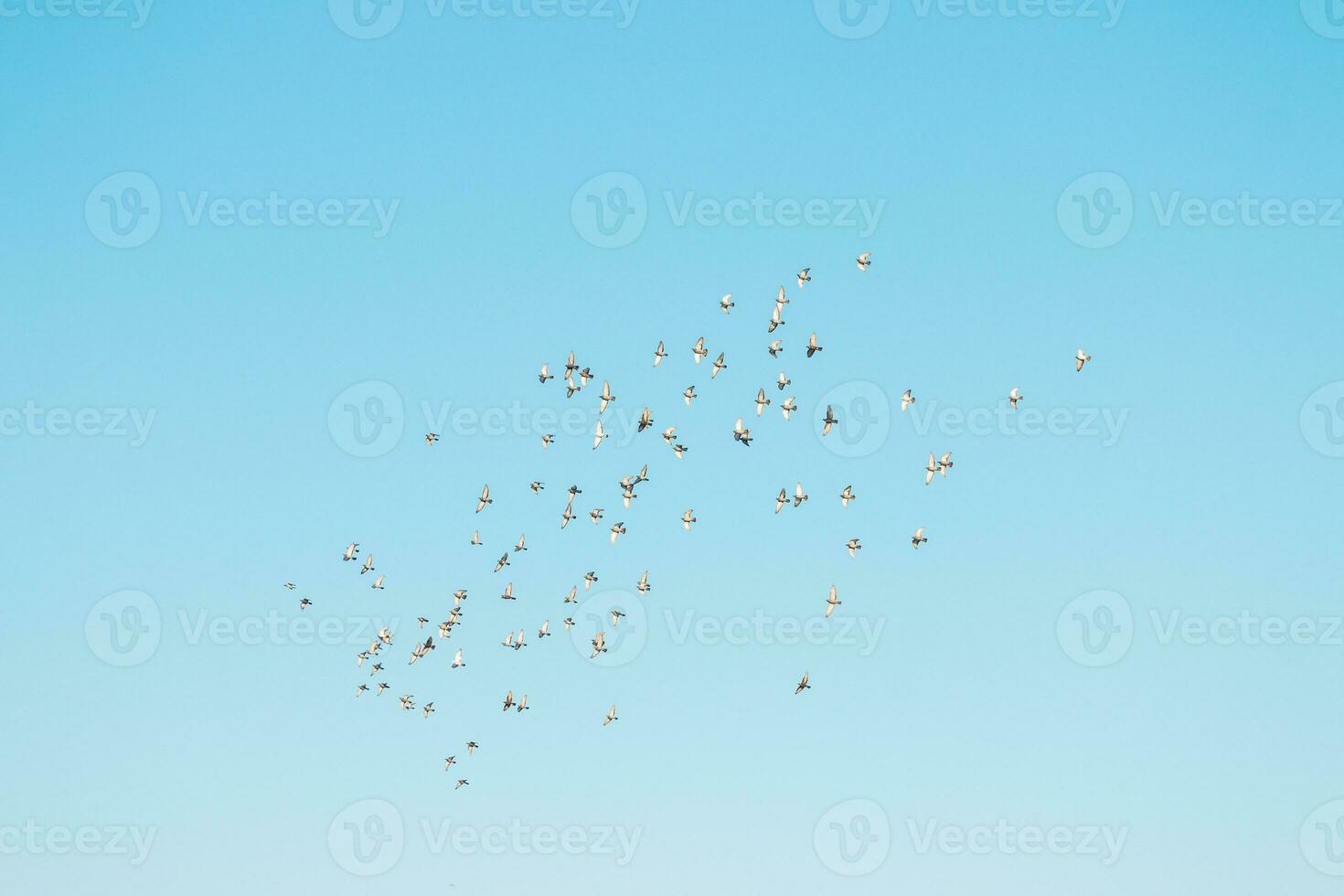 en flock av fåglar flygande i de blå himmel foto