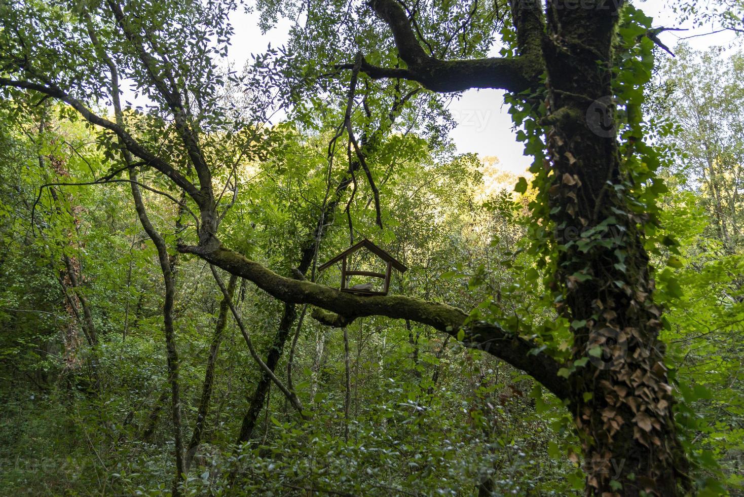 fågelholk placerad på en gren foto