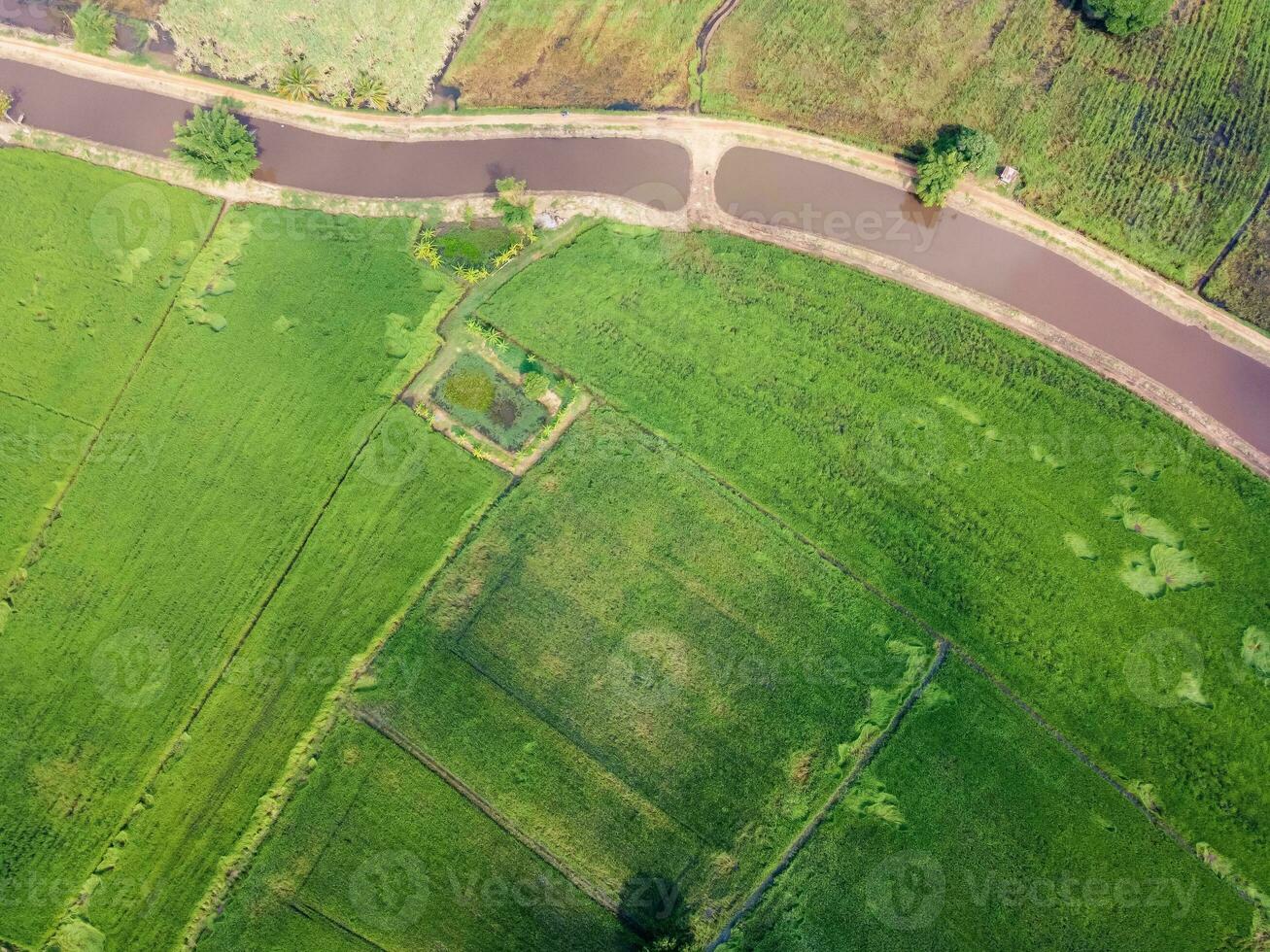 grön ris fält i Asien, antenn fotografier av drönare foto