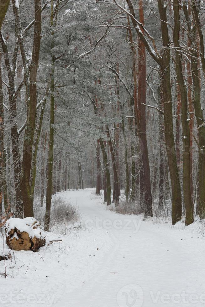 vinter skog landskap foto