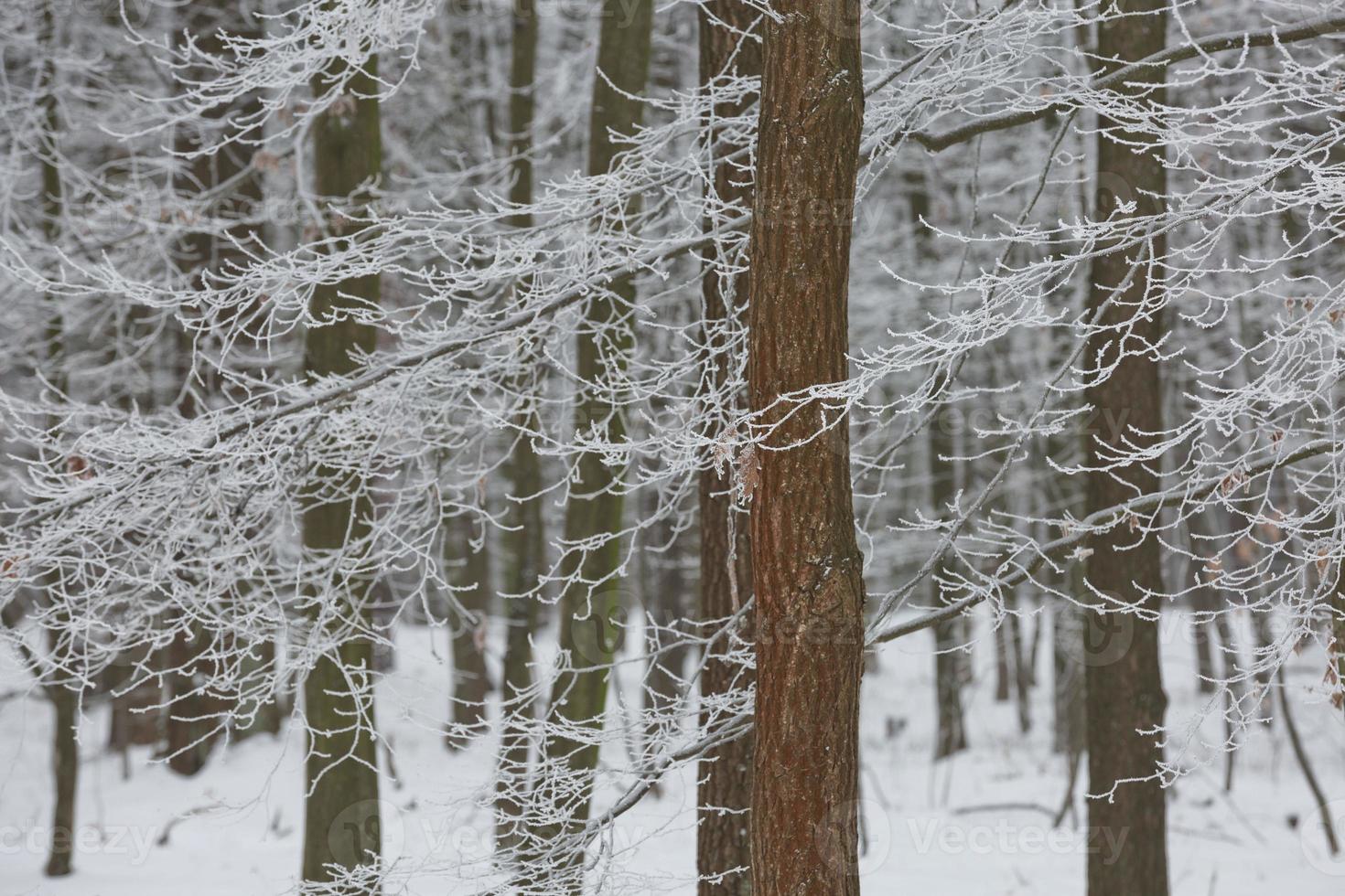 snöig vinter skog bakgrund foto