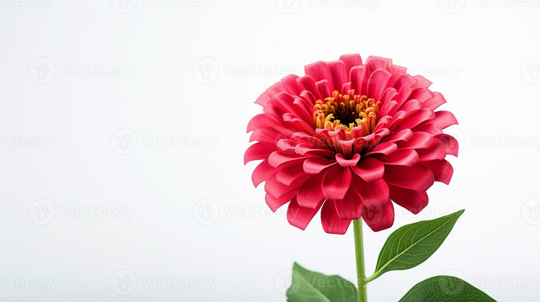 Foto av skön zinnia blomma isolerat på vit bakgrund. generativ ai