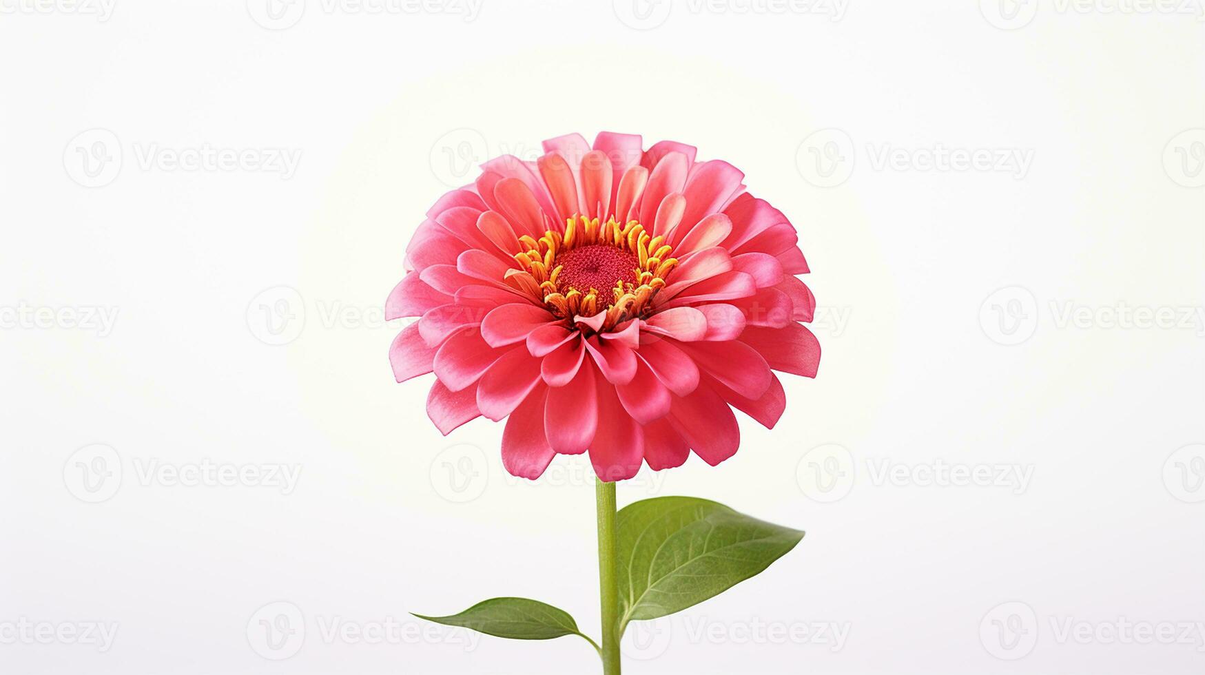 Foto av skön zinnia blomma isolerat på vit bakgrund. generativ ai