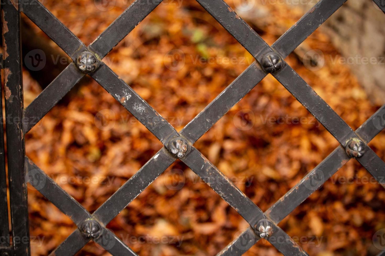 gula höstfallna blad bakom metallstaket foto