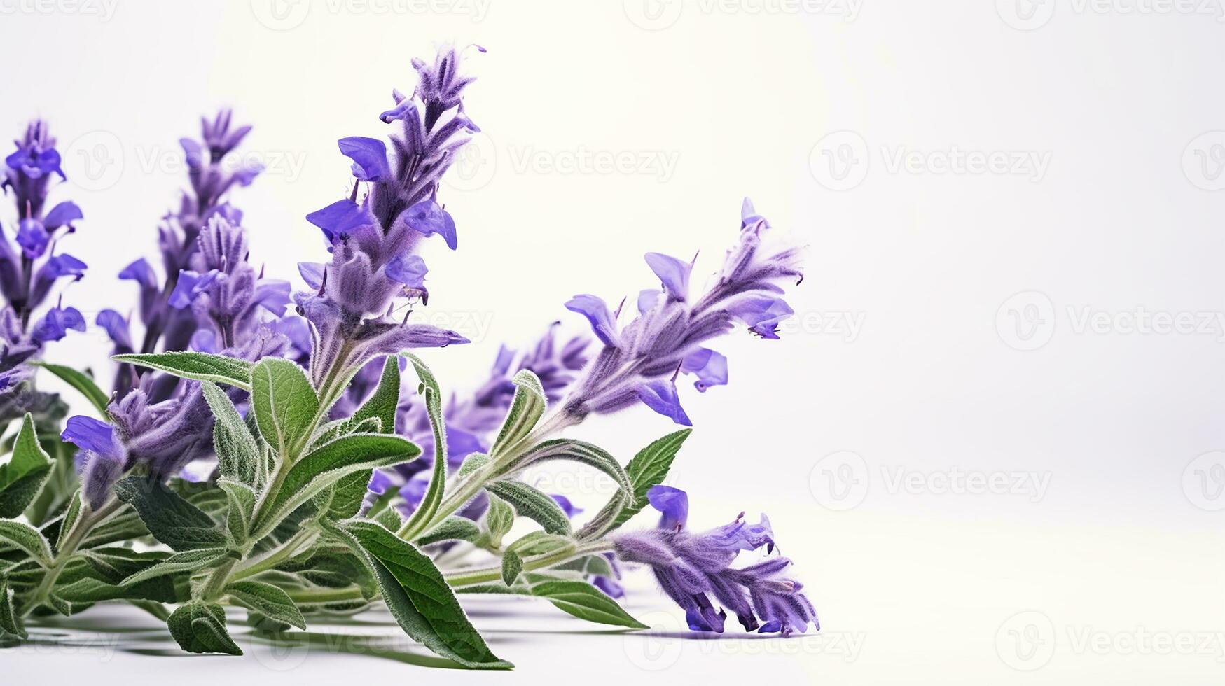 Foto av skön salvia blomma isolerat på vit bakgrund. generativ ai