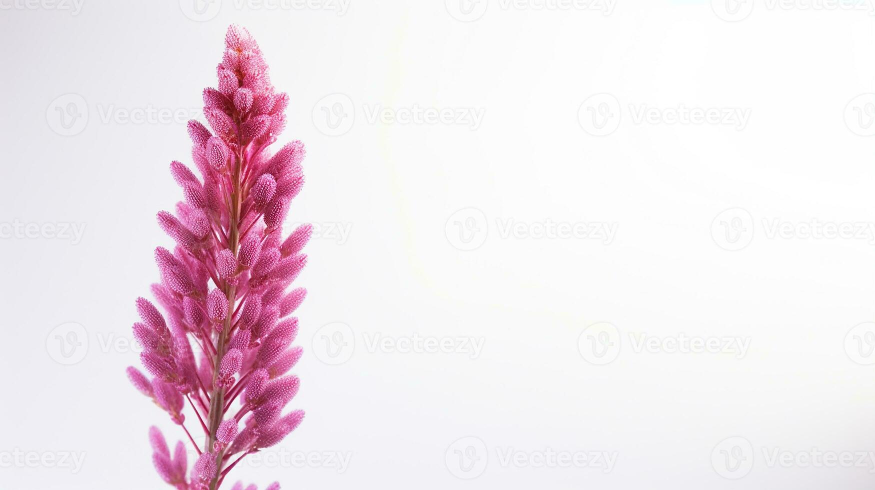 Foto av skön ljung blomma isolerat på vit bakgrund. generativ ai