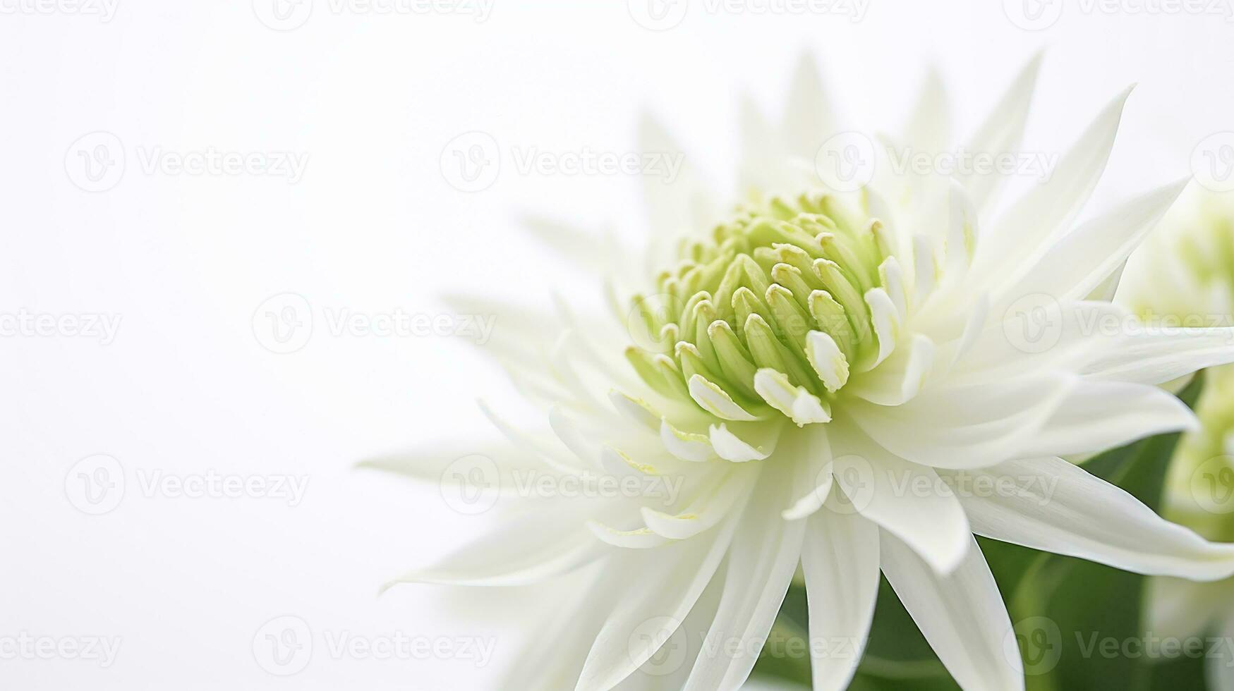 Foto av skön edelweiss blomma isolerat på vit bakgrund. generativ ai