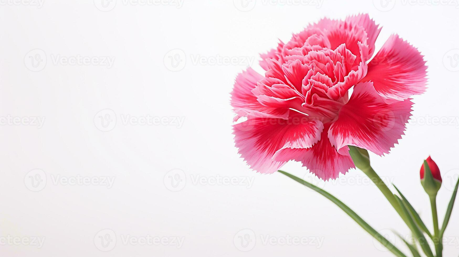 Foto av skön dianthus blomma isolerat på vit bakgrund. generativ ai