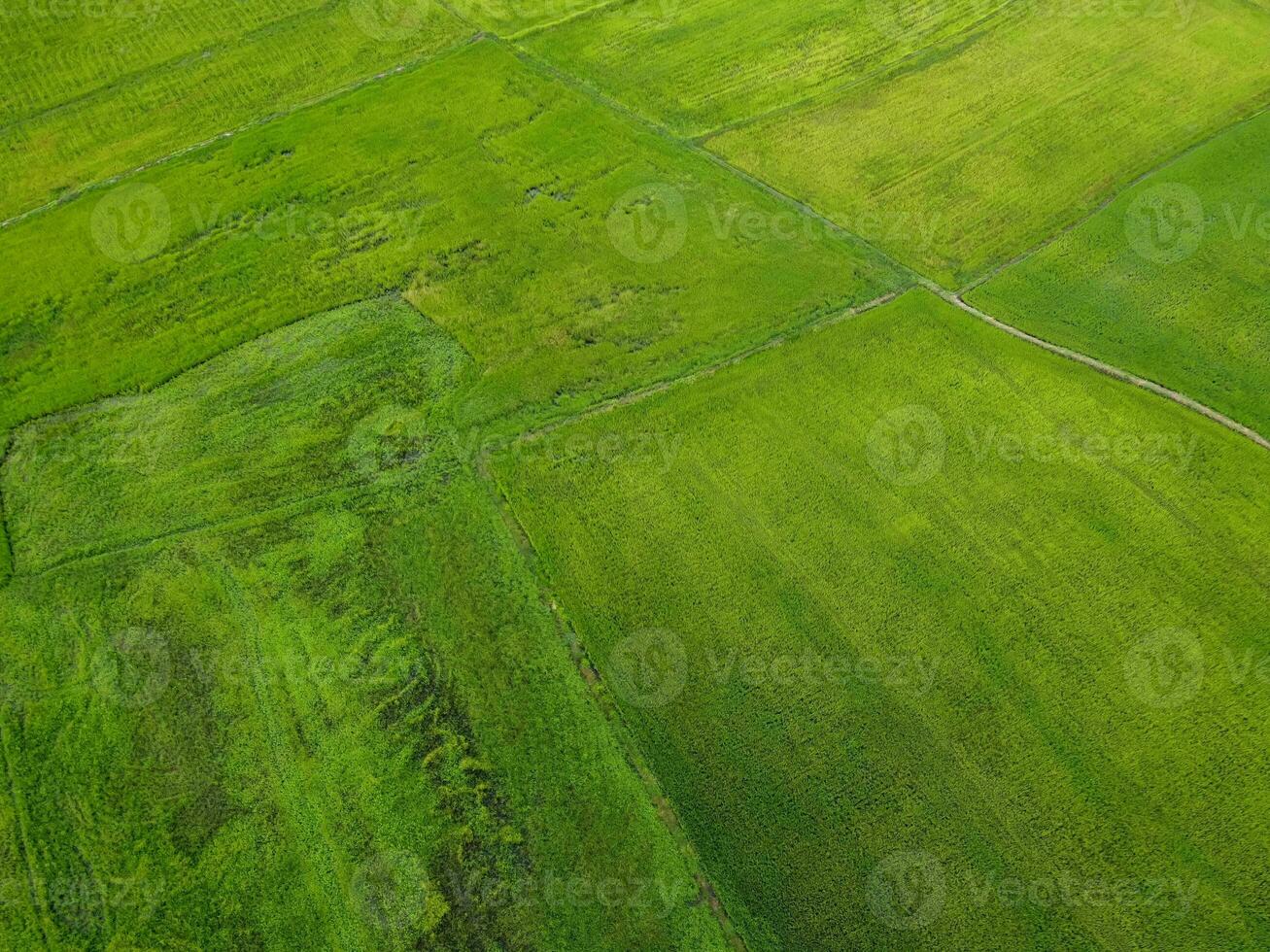 antenn fotografera, grön ris fält i lantlig områden, thailand foto