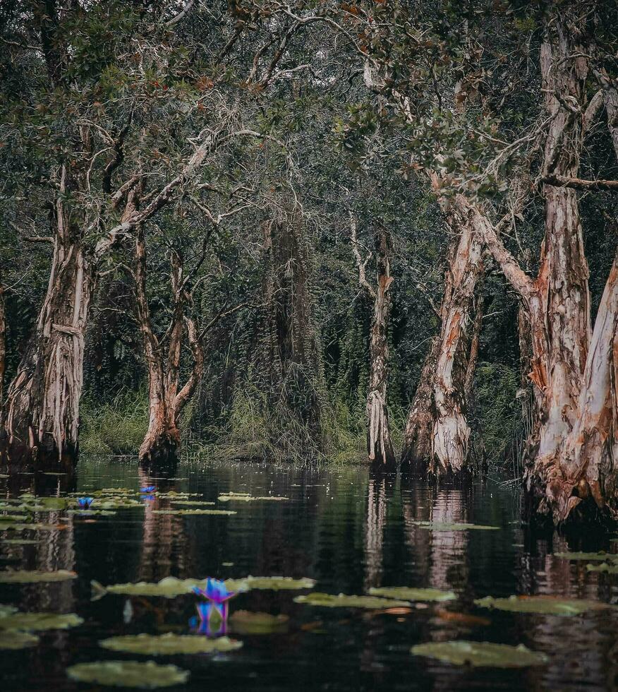 thailands rayong botanisk trädgård är en mangrove skog med härlig träd den där reflektera på de närliggande sjö. foto