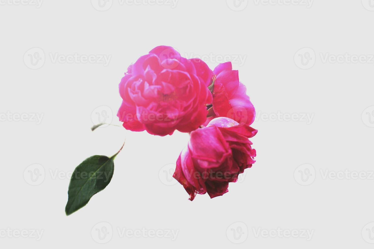 rosa reste sig blomma bukett isolerat på vit bakgrund foto