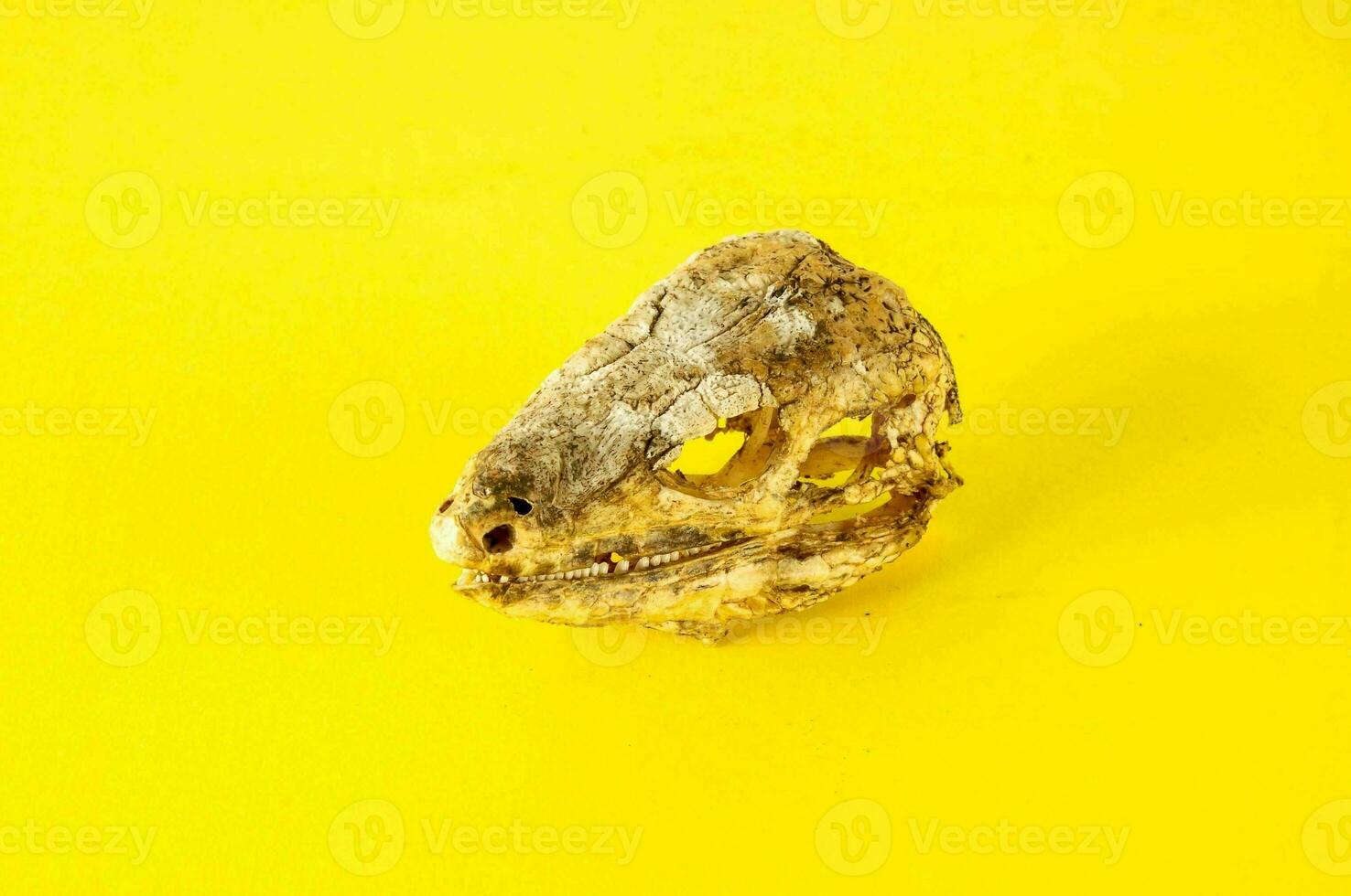en skalle på en gul bakgrund foto