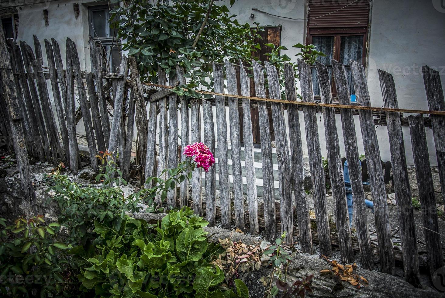 gammal landsbygdsgård med ett staket och rosa rosor foto