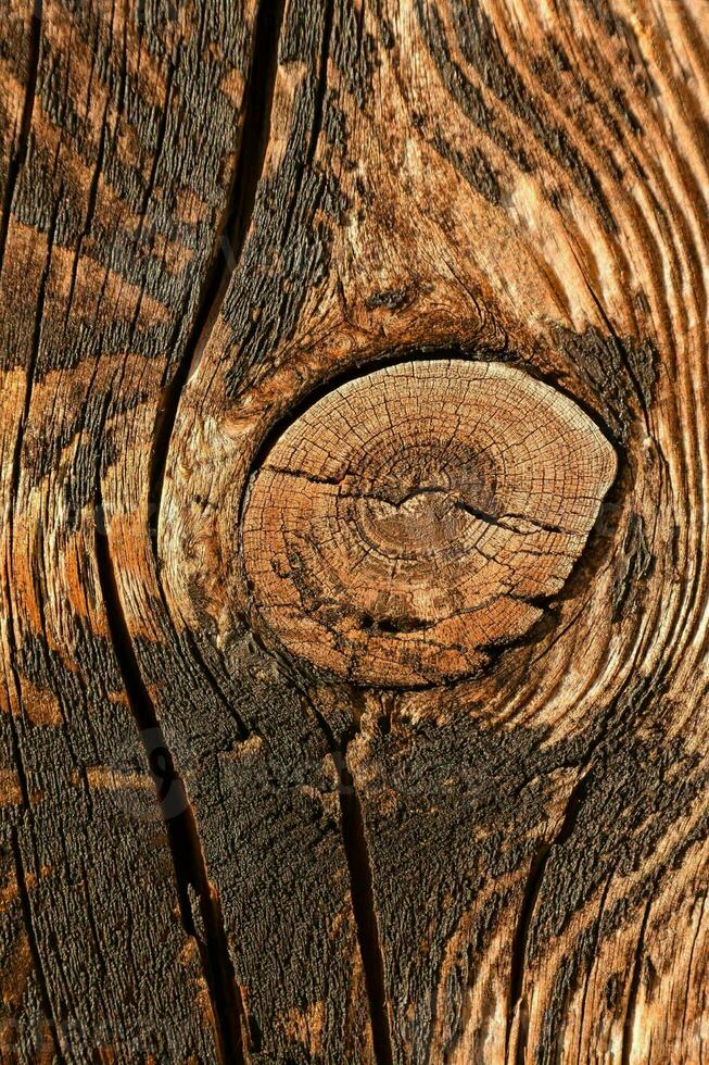 stänga upp av en trä textur foto