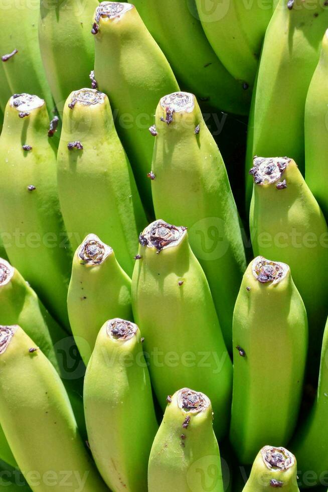 en knippa av grön bananer foto