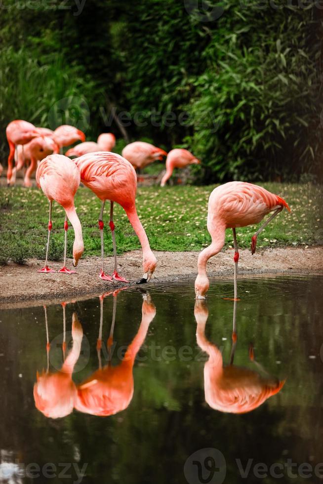 flock av rosa flamingor i naturen foto