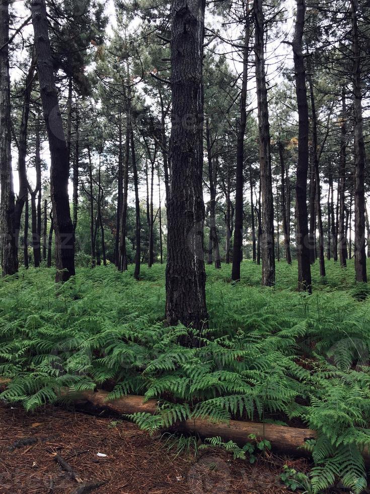 träd i skogen under vårsäsongen foto