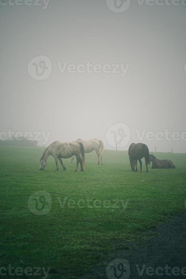 vacker vit häst porträtt på ängen foto