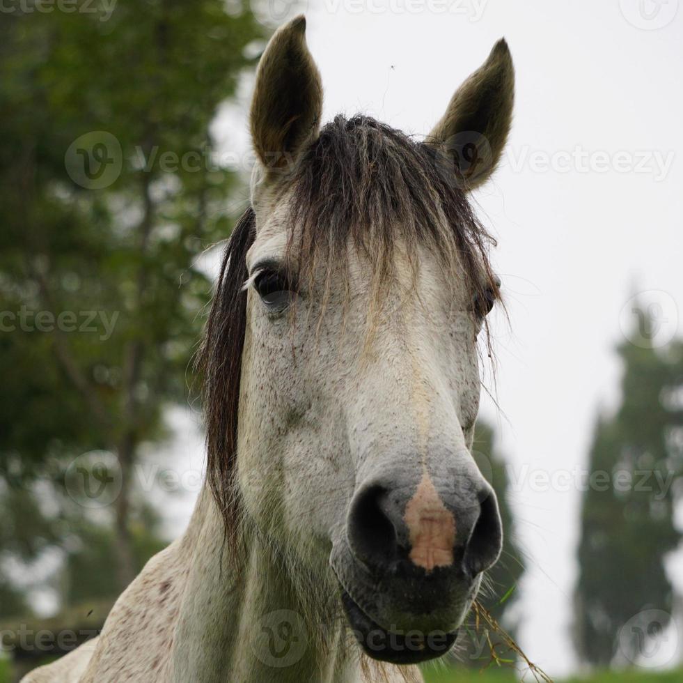 vacker vit häst porträtt på ängen foto