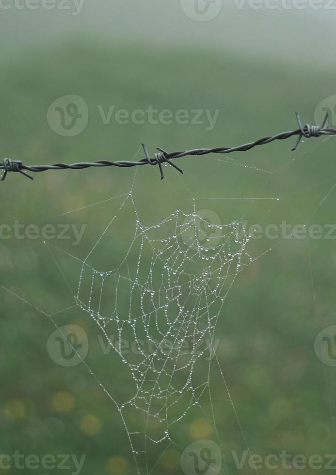 spindelnät på det metalliska taggtrådsstaketet foto