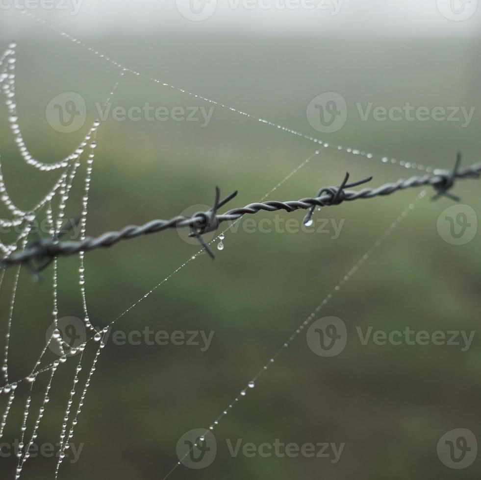 spindelnät på det metalliska taggtrådsstaketet foto