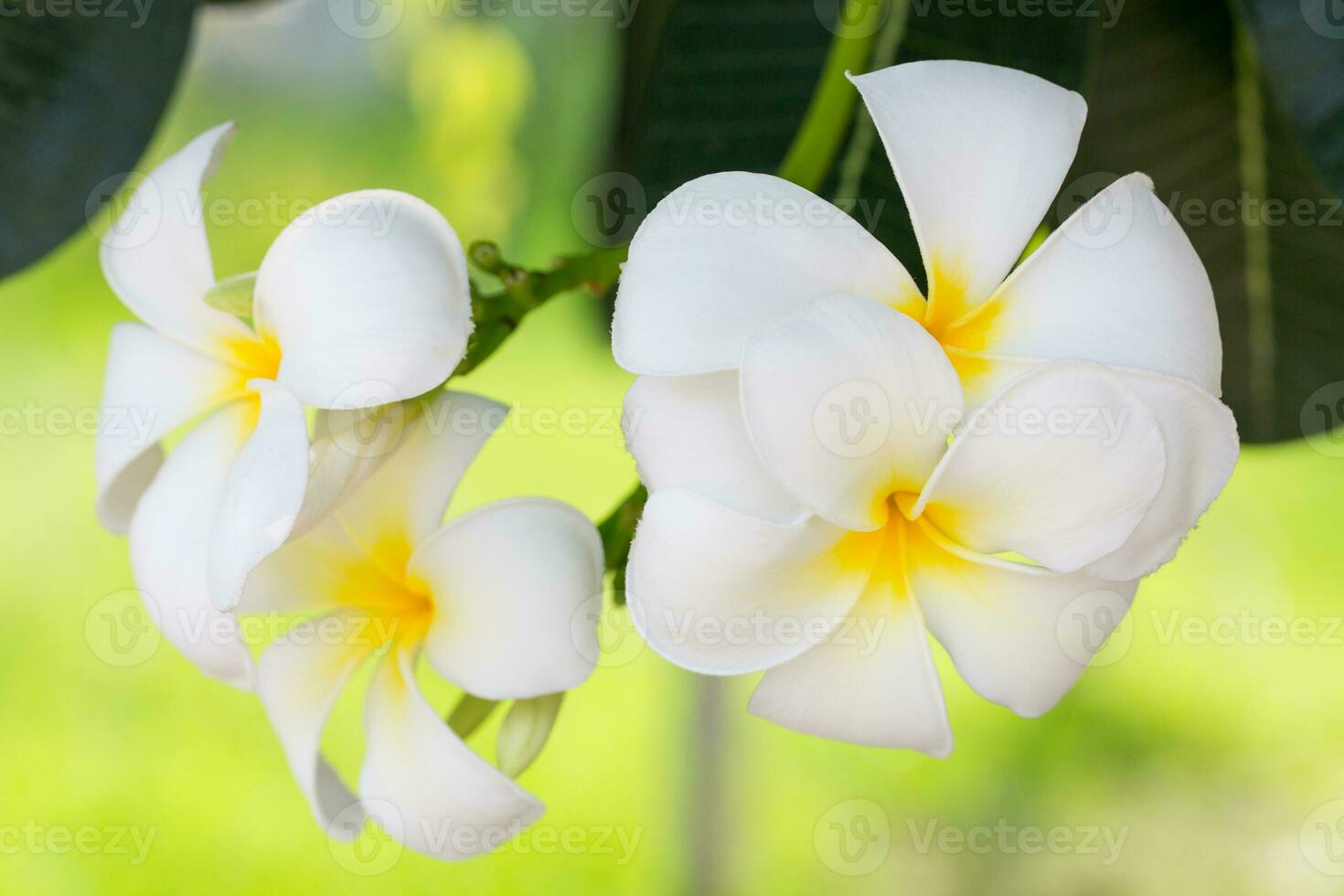 plumeria eller papper blomma på träd växt foto