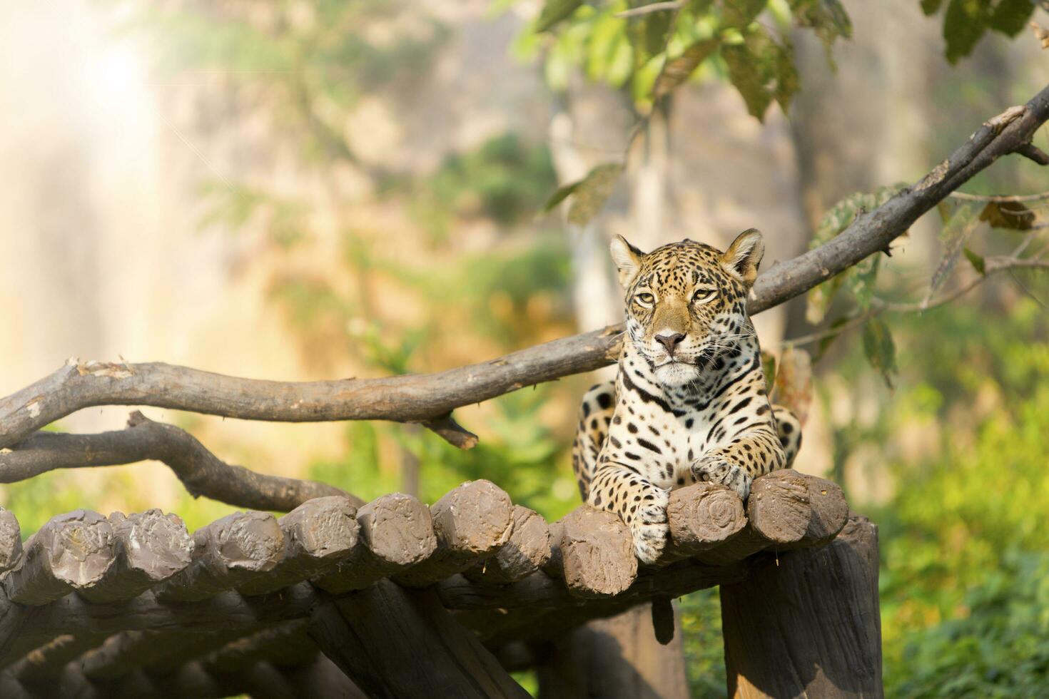 tiger leopard på trä vilar i de Zoo. foto