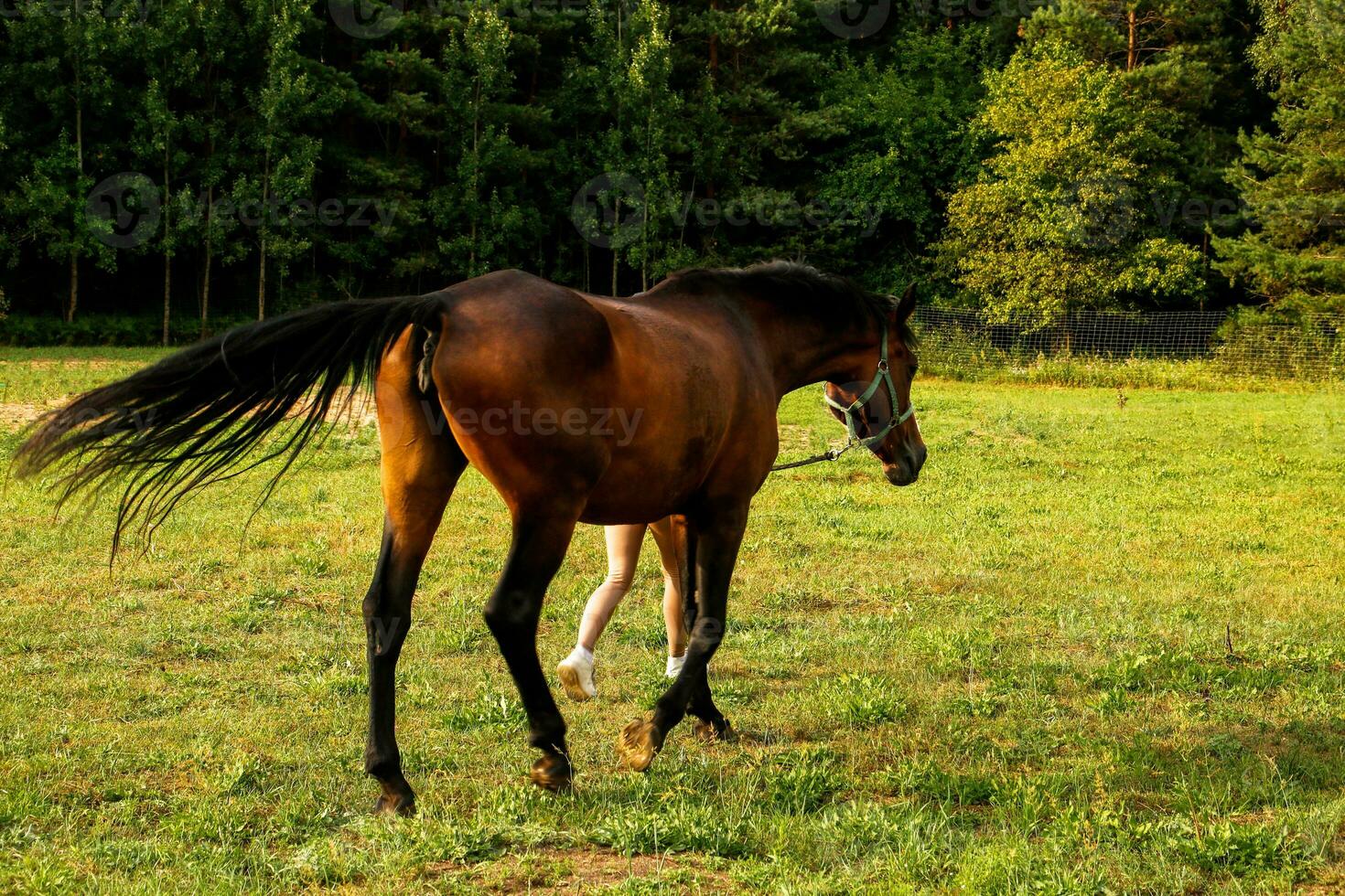 en häst gående med dess ägare i en levada foto