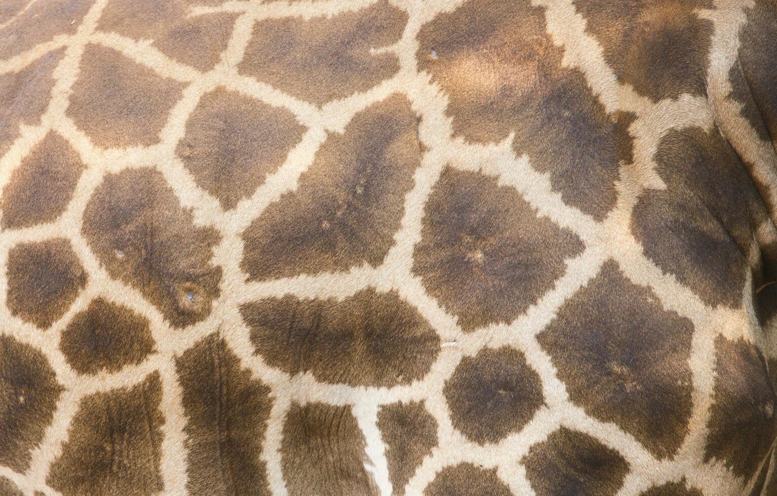 äkta läder hud av giraff foto