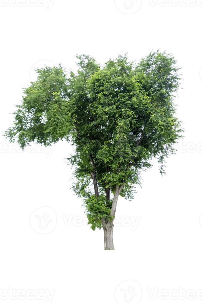 bonsaiträd, gröna blad, isolerad på en vit bakgrund naturliga föremål foto