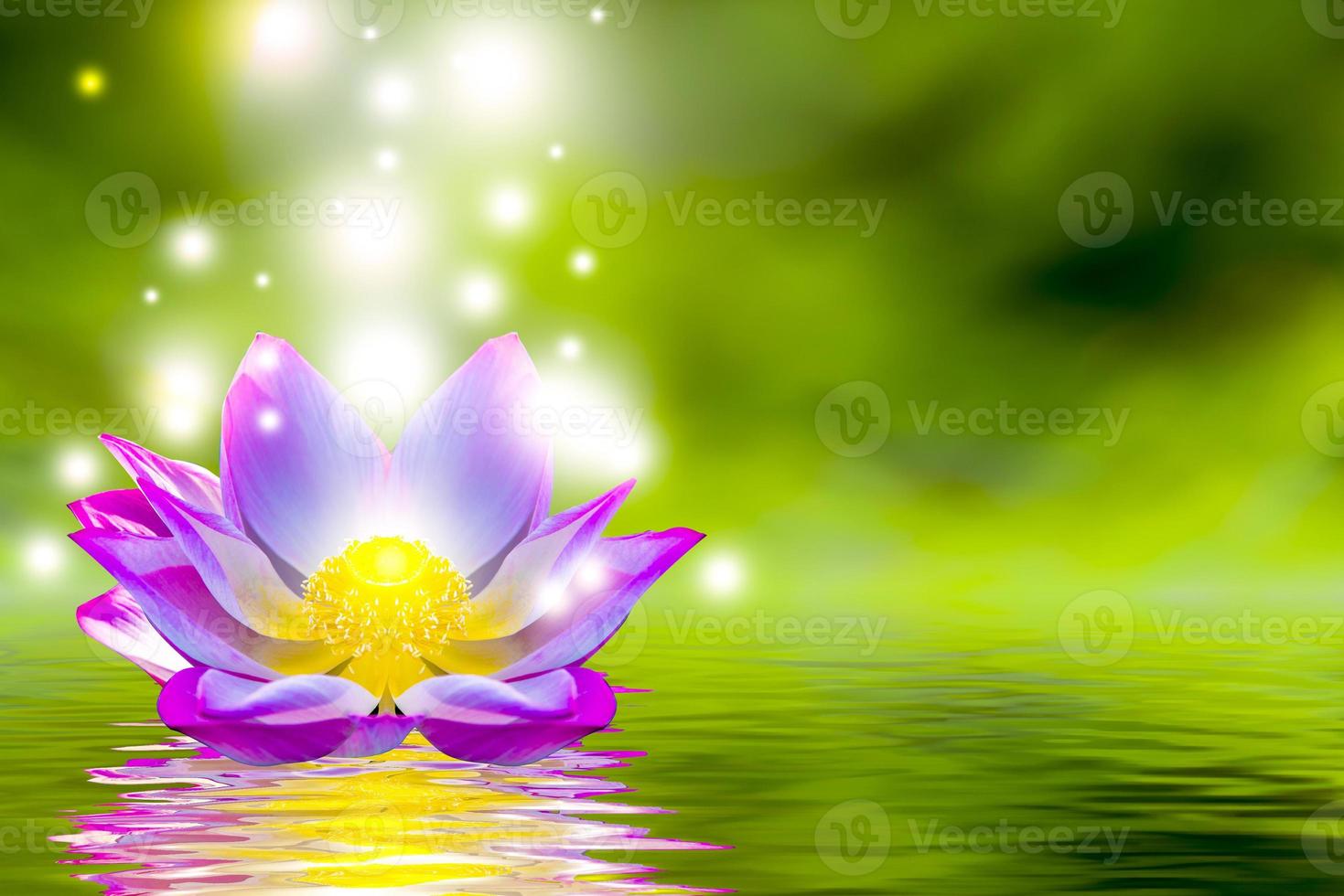 en vacker rosa lotusblomma eller lotusblomma i poolen foto