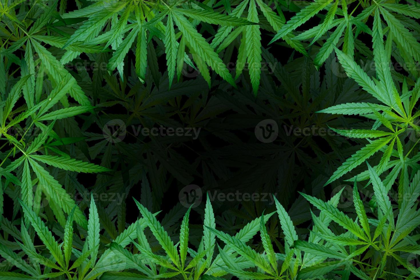 marijuana bladillustrationer på cannabis mörk bakgrund, vacker bakgrund, övre hörnbild foto