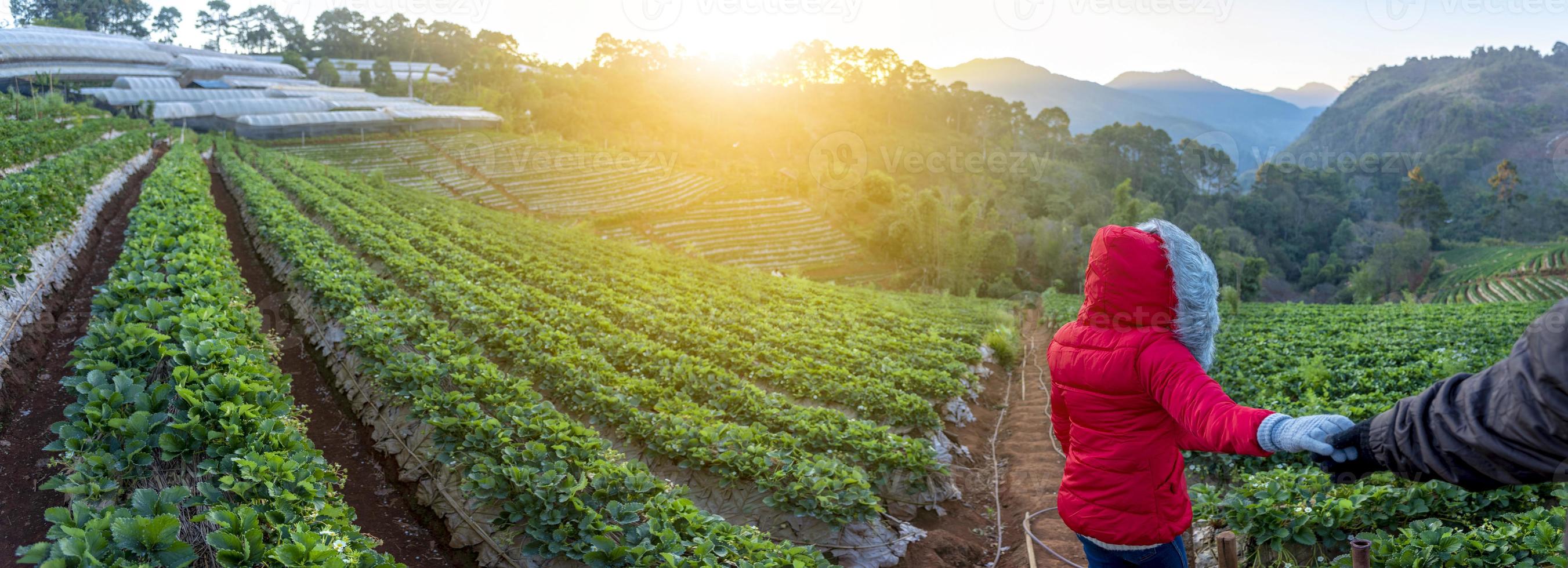 angkhang jordgubbar gård, Chiang Mai-provinsen foto