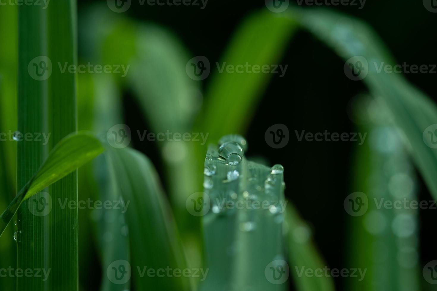 vatten på lämnar bakgrund, gröna blad natur foto