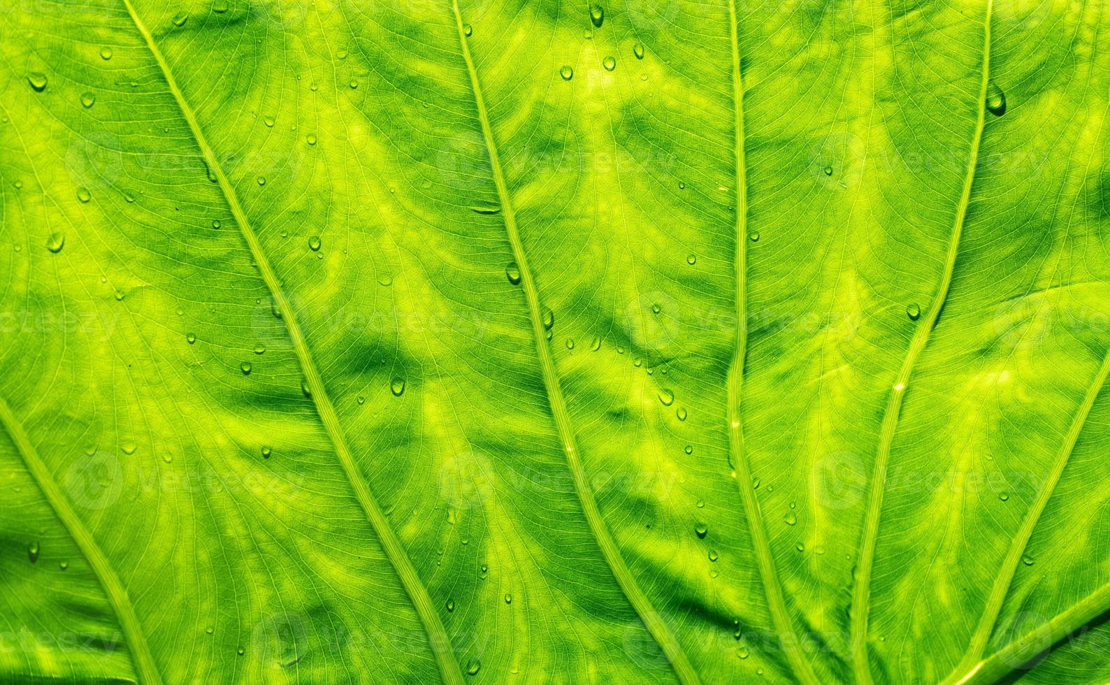 vatten på lämnar bakgrund, gröna blad natur foto