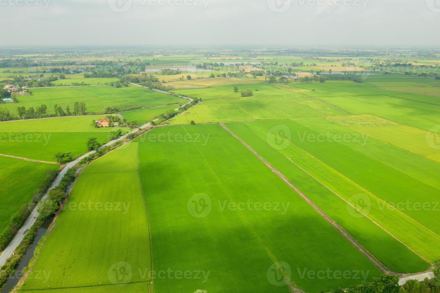 fältris med bakgrund för grönt mönster för landskapsmönster foto